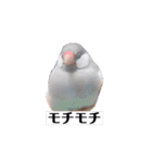 文鳥ラムネ＆ソーダのスタンプ（個別スタンプ：34）