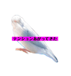文鳥ラムネ＆ソーダのスタンプ（個別スタンプ：35）
