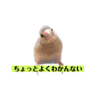 文鳥ラムネ＆ソーダのスタンプ（個別スタンプ：36）