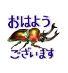 リアルクワカブ☆大文字 年中使いやすい（個別スタンプ：2）