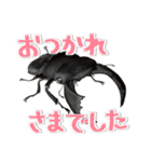 リアルクワカブ☆大文字 年中使いやすい（個別スタンプ：20）