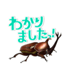 リアルクワカブ☆大文字 年中使いやすい（個別スタンプ：24）