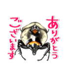 リアルクワカブ☆大文字 年中使いやすい（個別スタンプ：34）