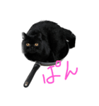 てんとあんずライブ（個別スタンプ：1）