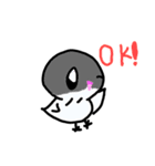 新インコのポコちゃん（個別スタンプ：1）
