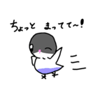 新インコのポコちゃん（個別スタンプ：14）