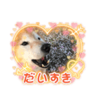 柴犬てんちゃんの毎日（個別スタンプ：1）