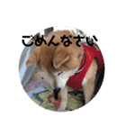 柴犬てんちゃんの毎日（個別スタンプ：3）