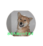柴犬てんちゃんの毎日（個別スタンプ：5）