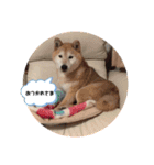 柴犬てんちゃんの毎日（個別スタンプ：6）