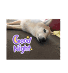 柴犬てんちゃんの毎日（個別スタンプ：7）