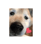 柴犬てんちゃんの毎日（個別スタンプ：8）