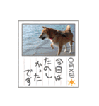 柴犬てんちゃんの毎日（個別スタンプ：9）