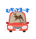 柴犬てんちゃんの毎日（個別スタンプ：10）