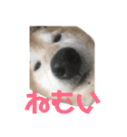 柴犬てんちゃんの毎日（個別スタンプ：11）