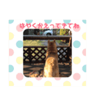 柴犬てんちゃんの毎日（個別スタンプ：13）