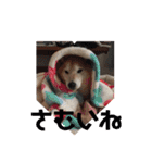 柴犬てんちゃんの毎日（個別スタンプ：14）