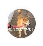 柴犬てんちゃんの毎日（個別スタンプ：15）