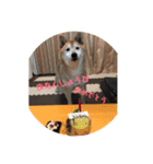 柴犬てんちゃんの毎日（個別スタンプ：16）