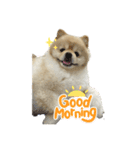 犬もどきの日常スタンプ！（個別スタンプ：1）