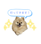 犬もどきの日常スタンプ！（個別スタンプ：3）