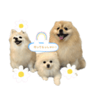 犬もどきの日常スタンプ！（個別スタンプ：4）