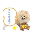 犬もどきの日常スタンプ！（個別スタンプ：5）