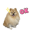 犬もどきの日常スタンプ！（個別スタンプ：6）