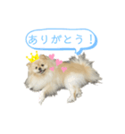 犬もどきの日常スタンプ！（個別スタンプ：7）