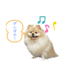 犬もどきの日常スタンプ！（個別スタンプ：8）