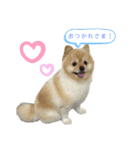 犬もどきの日常スタンプ！（個別スタンプ：9）