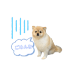 犬もどきの日常スタンプ！（個別スタンプ：10）