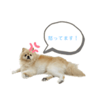 犬もどきの日常スタンプ！（個別スタンプ：11）