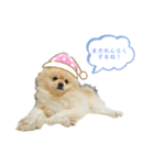 犬もどきの日常スタンプ！（個別スタンプ：12）