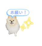 犬もどきの日常スタンプ！（個別スタンプ：13）