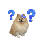 犬もどきの日常スタンプ！（個別スタンプ：14）