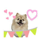 犬もどきの日常スタンプ！（個別スタンプ：15）