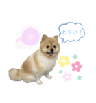 犬もどきの日常スタンプ！（個別スタンプ：16）