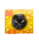 黒猫 ルナ院長88にゃんめ（個別スタンプ：1）