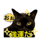 黒猫 ルナ院長88にゃんめ（個別スタンプ：3）