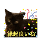 黒猫 ルナ院長88にゃんめ（個別スタンプ：4）