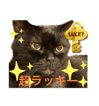 黒猫 ルナ院長88にゃんめ（個別スタンプ：5）