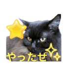 黒猫 ルナ院長88にゃんめ（個別スタンプ：6）