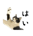 猫の あずき と きなこ（個別スタンプ：1）