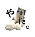 猫の あずき と きなこ（個別スタンプ：2）