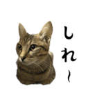 猫の あずき と きなこ（個別スタンプ：3）