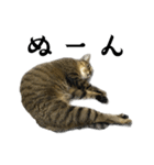 猫の あずき と きなこ（個別スタンプ：4）