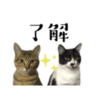 猫の あずき と きなこ（個別スタンプ：5）