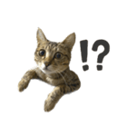 猫の あずき と きなこ（個別スタンプ：6）