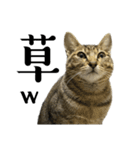 猫の あずき と きなこ（個別スタンプ：7）